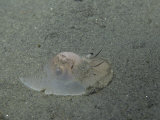 Moon Snail, Pollinices Lewisii, Pacific Coast of North America