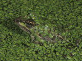 Rio Grande Leopard Frog (Rana Berlandieri) in a Duckweed Covered Pond, Lemna, Texas