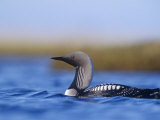 Pacific Loon Swimming (Gavia Pacifica), Alaska, USA