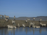 Common Zebra Herd, Equus Burchellii, at a Waterhole, Masai Mara, Kenya, Africa