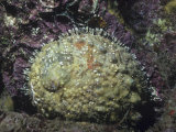 Pink Abalone, Haliotis Corrugata, California, USA