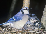 Blue Jay on its Nest with Young, Cyanocitta Cristata, North America