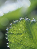 Buy Close-Up of Guttation Droplets on a Strawberry Leaf, Frageria at AllPosters.com