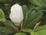 Unopened Saucer Magnolia Tree Flower, Magnolia Soulangiana