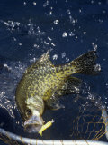 Black Crappie Netting