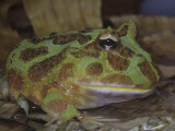 Argentine or Ornate Horned Frog, Ceratophrys Ornata, South America