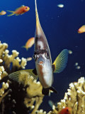 Red Sea Bannerfish Head-On View (Heniochus Intermedius). Egypt, Red Sea