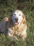 Golden Retriever Breed of Domestic Dog