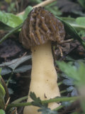 Morel Mushroom (Verpa Bohemica), Ascomycetes, North America