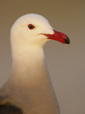 Heermann's Gull Head in Breeding Plumage, Larus Heermanni, Southern California, USA