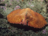 Umbrella Crab, Cryptolithodes Sitchensis, Pacific Coast of North America