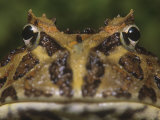 Argentine Horned Frog, Ceratophrys Cranwelli, South America