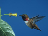 Male Allen's Hummingbird, Selasphorus Sasin, Feeding at a Flower, North America