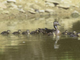 Female Wood Duck with a Large Brood, Showing Imprinting Behavior (Aix Sponsa), North America