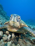 Green Sea Turtle Head (Chelonia Mydas), an Endangered Species, Hawaii, USA