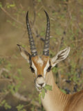 Grant's Gazelle Eating Leaves, Gazella Granti, Samburu, Kenya, Africa