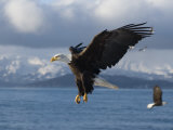 Mature Bald Eagles (Haliaeetus Leucocephalus) Fishing for Herring