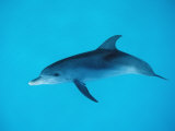 Atlantic Spotted Dolphin, Stenella Frontalis, Usa, Fl, Florida, Atlantic Ocean