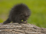 Buy Common Porcupine Juvenile, Erethizon Dorsatum, North America at AllPosters.com