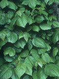 Poison Ivy Leaves in the Summer, Toxicodendron Radicans, North America