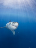 Great White Shark (Carcharodon Carcharias), Guadalupe Island, Mexico