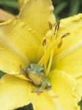 Squirrel Treefrog (Hyla Squirella) in a Day Lily Flower (Hemerocallis). USA
