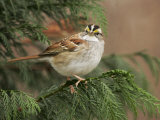 White-Throated Sparrow, Zonotrichia Albicollis, North America