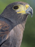 Harris Hawk Head, Parabuteo Unicinctus, Southwestern North America