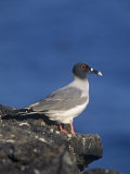 Swallow-Tailed Gull, Creagrus Furcatus, Galapagos Islands