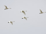 Tundra Swans in Flight (Olor Columbianus), Montana, USA