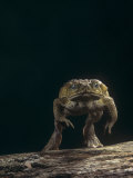 Giant Marine Toad Jumping.\R\N, Bufo Marinus, Central and South America