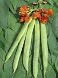 Buy Scarlet Runner Beans, Flowers, and Foliage (Phaseolus Coccineus) at AllPosters.com