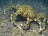 Sheep Crab (Loxorhynchus Grandis), Anacapa Island, California, Usa, Pacific Ocean
