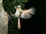 Cardinal Landing on a Tree Perch, Cardinalis Cardinalis, Eastern North America