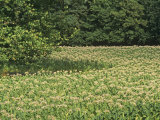 Tobacco Crop in Full Bloom, Nicotiana Tabacum, Bluegrass Region of Central Kentucky, USA