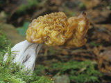 Hooded False Morel, Gyromitra Infula, Oregon, USA
