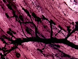 Buy Motor End Plates on Intercostal Muscle Fibers Forming a Neuromuscular Junction at AllPosters.com