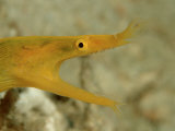 Buy Yellow Ribbon Eel (Rhinomuraena Quaesita) Rhinomuraena Quaesita at AllPosters.com