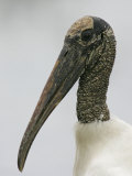 Wood Stork Head, Mycteria Americana, Florida, USA