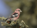 White-Winged Crossbill, Loxia Leucoptera