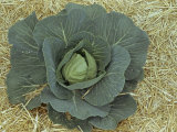 Buy Cabbage (Brassica Oleracea) at AllPosters.com