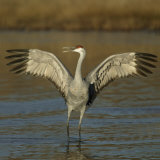 Sandhill Crane Courtship Display and Vocalization, Grus Canadensis, North America