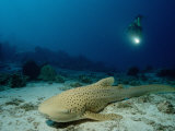 Leopard Shark (Stegostaoma Varium) Being Observed by a Scuba Diver
