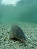 Carp (Cyprinus Carpio), Germany
