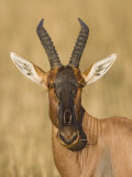 Topi Head, Damaliscus Lunatus, Maasai Mara, Kenya, Africa