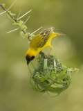 Vitelline Masked Weaver, Ploceus Vitellinus, Kenya, Africa