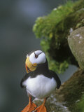 Horned Puffin (Fratercula Corniculata), St. George Island, Alaska, USA
