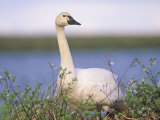 Tundra Swan (Cygnus Columbianus), Alaska, USA