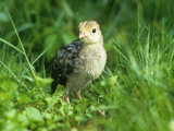 Wild Turkey Chick or Poult. Eastern USA