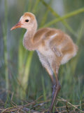 Sandhill Crane Chick in the Nest, Grus Canadensis, Florida, USA